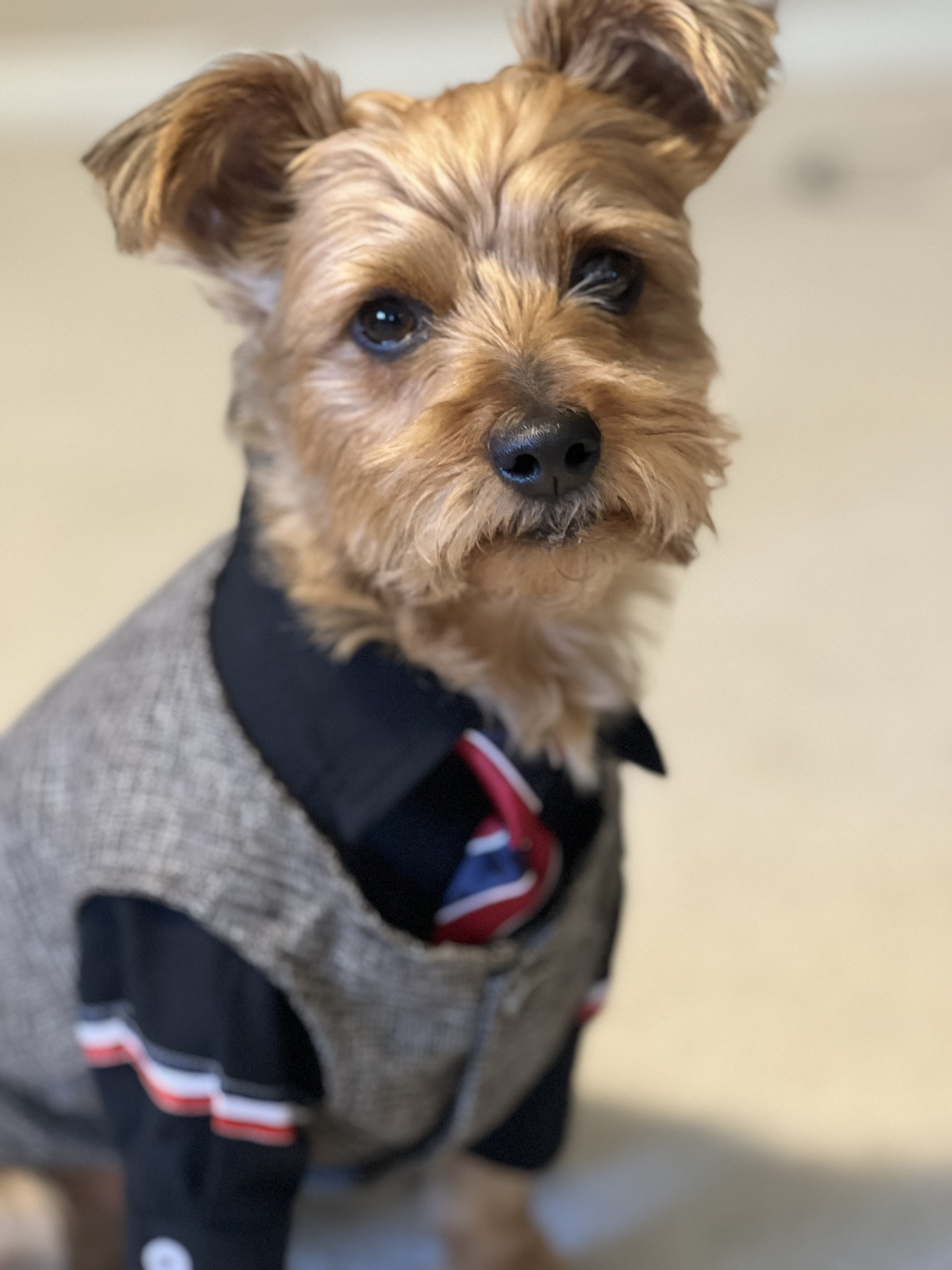 The Real Abu - My Actual Yorkie